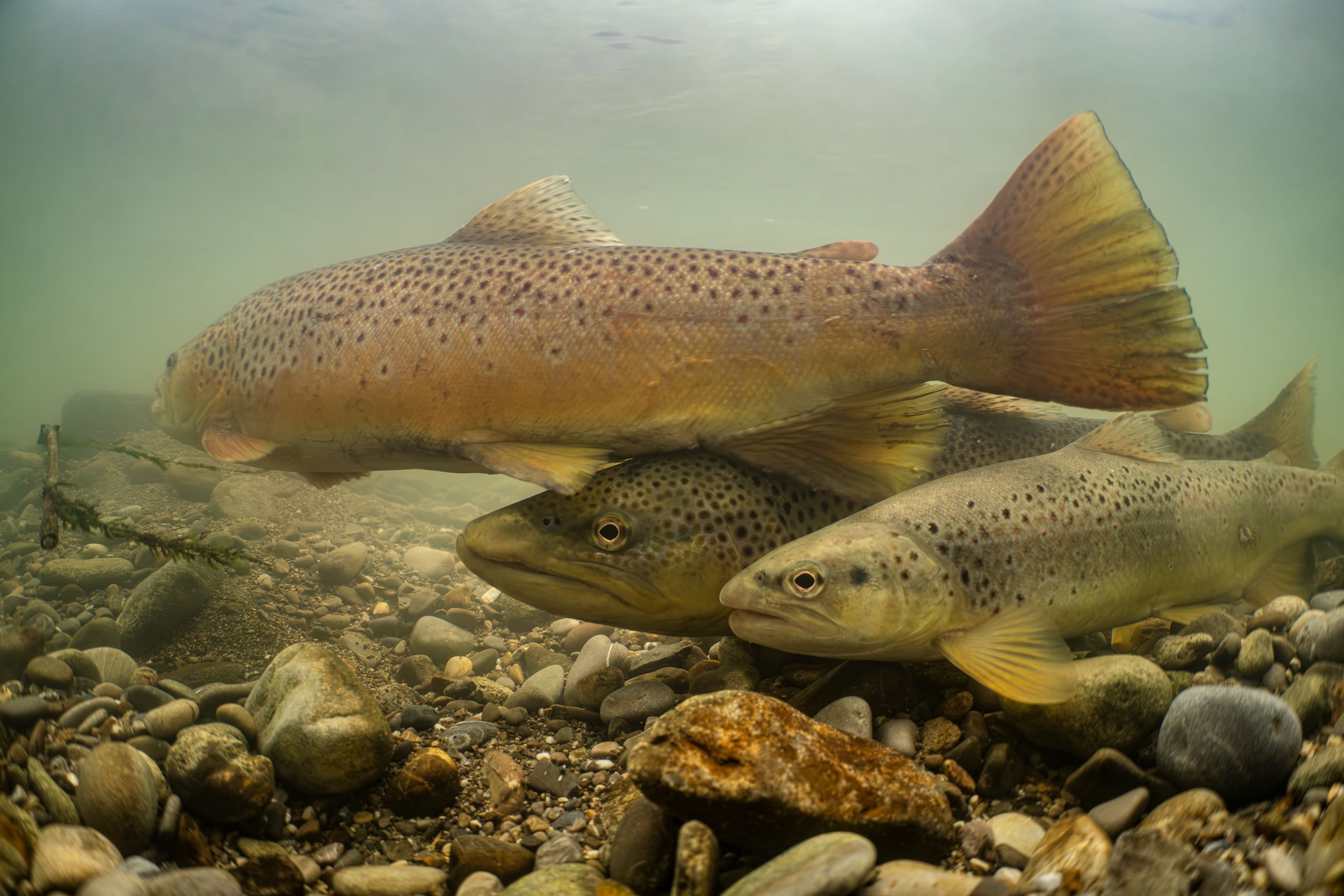 Seeforellen im klaren Wasser
