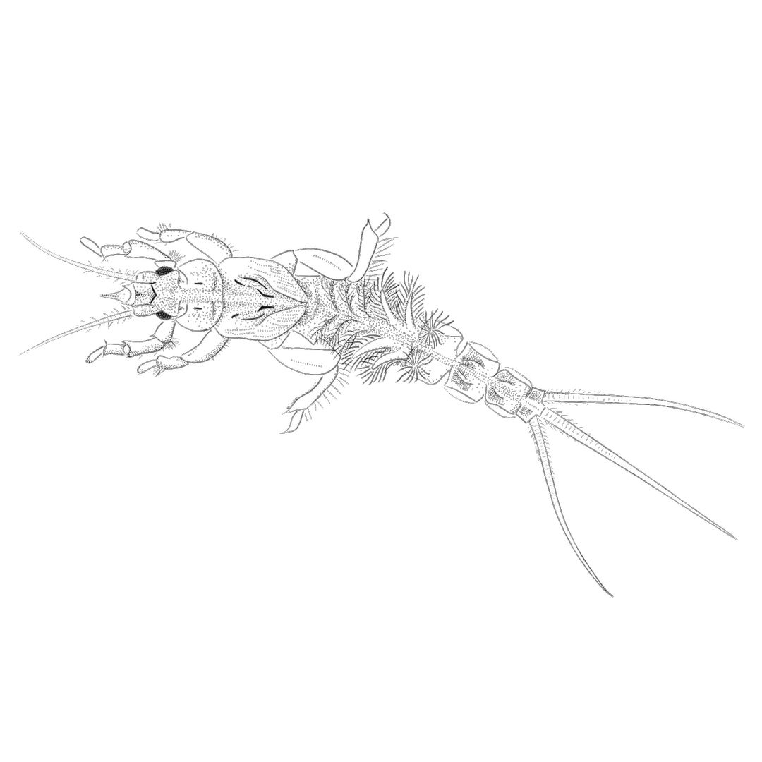 Zeichnung einer Eintagsfliegenlarve