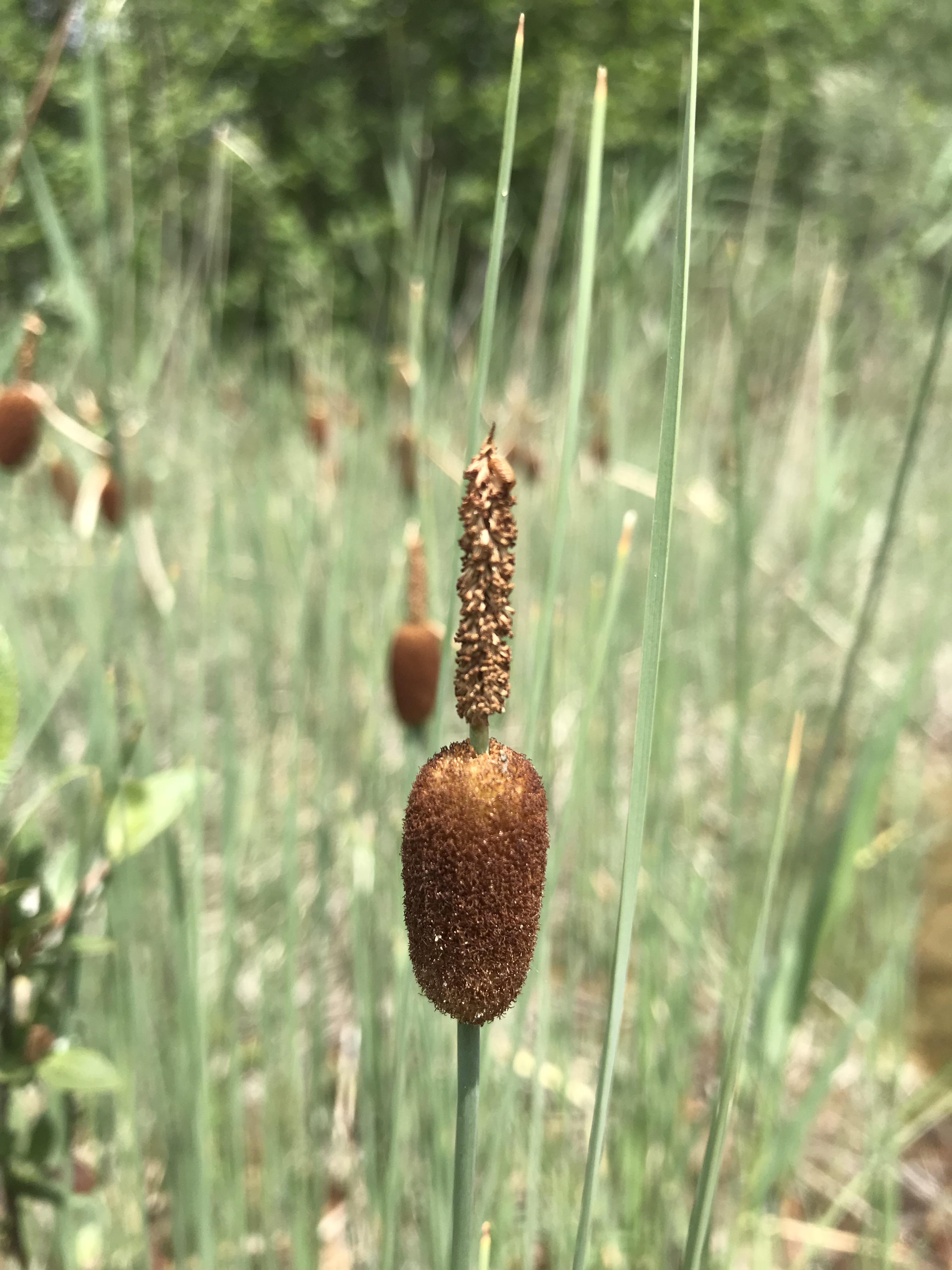 Ein Bach schlängelt sich durch einen Auwald.
